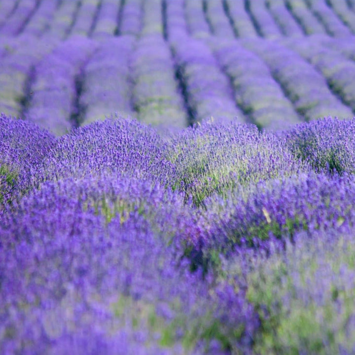 La Florentina Bath Foam & Shower Gel La Florentina Lavender Bath Foam & Shower Gel Set Brand