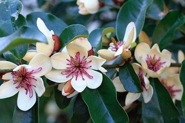 MAGNOLIA | italianluxurygroup.com.au